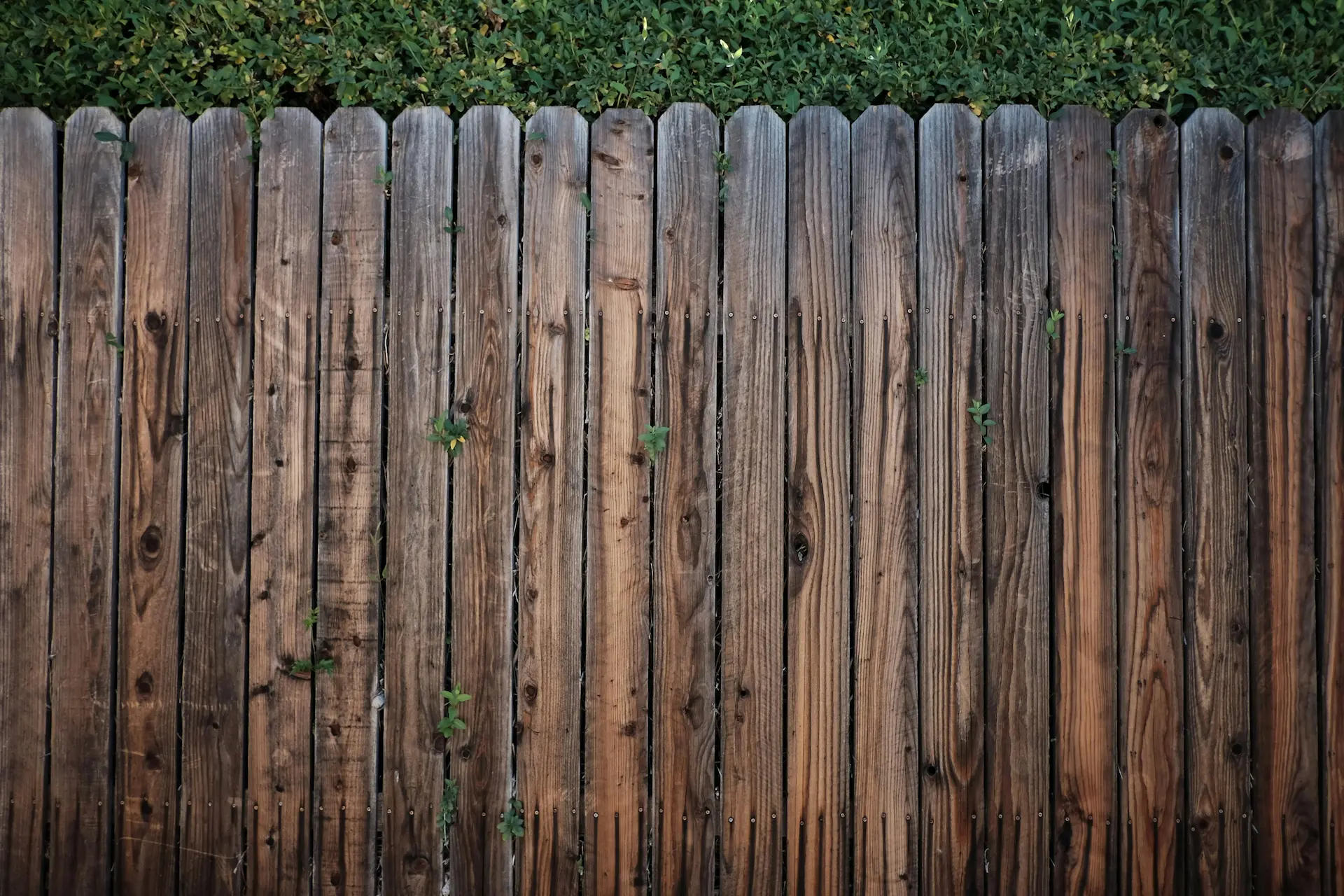 dark timber fencing in a garden